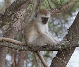 Vervet monkey